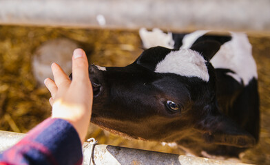 A young bull is standing in the barn. A woman's hand strokes a calf in black and white. Animal husbandry, Agricultural industry.