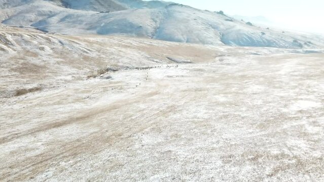 rennes sauvages dans les steppes mongoles durant l'hiver