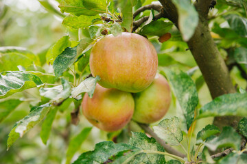 Big apples on trees in the orchard. Autumn seasonal harvest. red ripe apples on a branch in the garden. Organic farming, gardening.