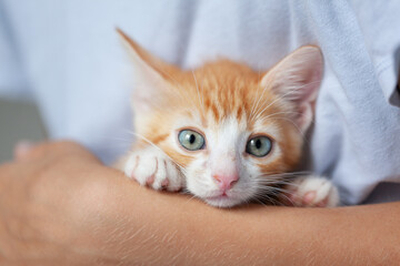 Cute ginger kitten is sitting on kid's hands and staring at camera. Domestic animals concept