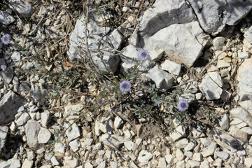 Small purple flowers seen from above on a rocky ground.