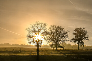 Belgique Wallonie Ardenne soleil climat nature arbre