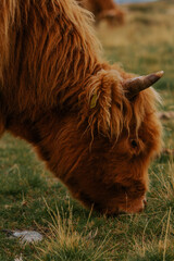 Die traditionelle schottische Highland-Kuh. Oder auch haarige Kuh in den Dolomiten auf der Villanderer Alm. 3