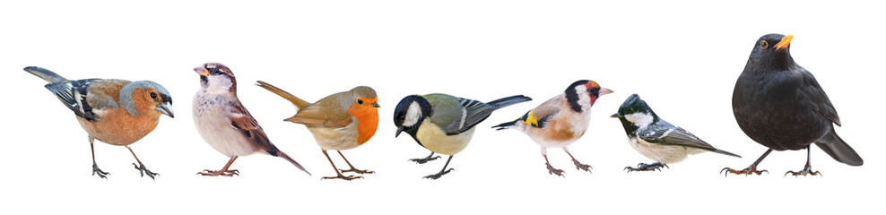 Collection of the most common European birds, in PNG, isolated with transparent background