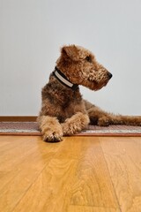 airedale, halsband