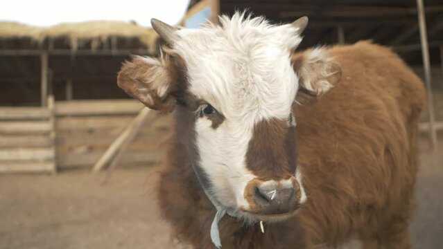 b&eacute;tail de vache et veau en mongolie dans une ferme