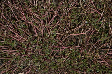 background, beauty, beginning, cling, color, detail, grass, green, grow, growth, landscape, moss, natural, sprout, symbol, tree, unusual, wall, water, wilderness, aged, backdrop, block, blocking, bric