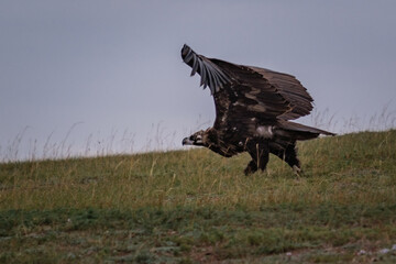 Cinereous vulture opening its wings to fly near Ulgii lake in Mongolia