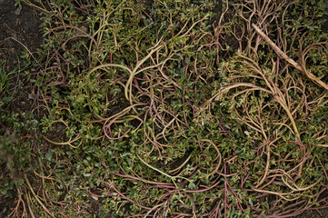 background, beauty, beginning, cling, color, detail, grass, green, grow, growth, landscape, moss,...