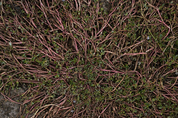 grass sprouts green unusual fantasy magic roots beautifully grows grass on the ground