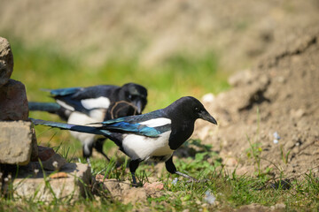 A common magpie walking and searching for nesting material in the garden