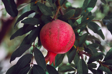 The pomegranate fruit grows on a tree with green leaves in Israel
