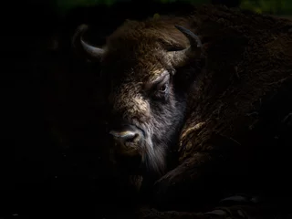 Door stickers Bison European bison (Wisent) in the woods