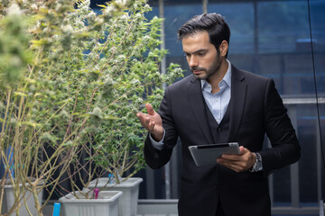 Business Man with Tablet  Inspecting Cannabis Plants in a Greenhouse for Marijuana Farm Concept