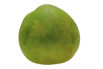 Citrus maxima