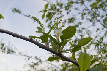 Spring bloom tree flower background.