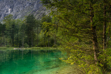 Tree on Shore and Green Water of Lake Bluntausee in Salzbuger Land, Austria, Austria