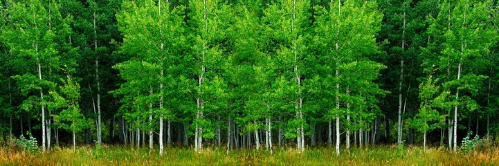Foto op Canvas Aspen Trees White Trunk Weelderig Groen in Summer Forest Wilderness © Lane Erickson