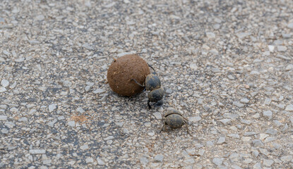 Mistkäfer mit Dungkugel in der Wildnis und Savannenlandschaft von Afrika