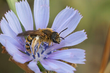 Closeup on a female Great banded furrow bee, Halictus scabiosae sitting in a blue Wild chicory flower