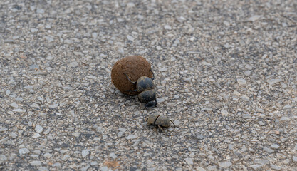 Mistkäfer mit Dungkugel in der Wildnis und Savannenlandschaft von Afrika