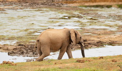 Elefanten Kalb in der Wildnis und Savannenlandschaft von Afrika