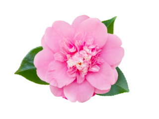Tender pink camellia or japanese tsubaki anemone form flower with leaves isolated transparent png