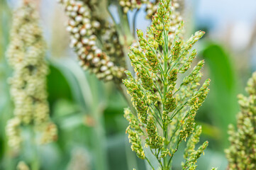 菜園のソルガムの花