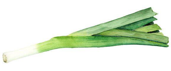 Leek handpainted with watercolor