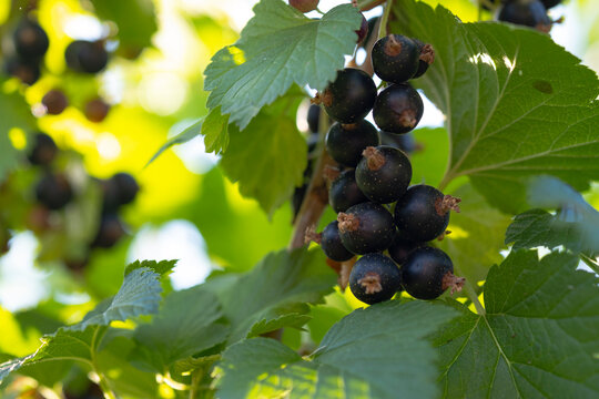 Josta Bilder Durchsuchen 748 Archivfotos, und Videos