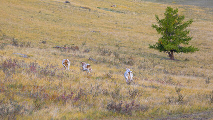 Three cows run through the autumn pasture in the distance. Farming and rural life landscape