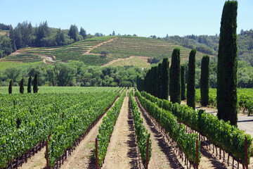Fototapeta na wymiar California wine country scene with vineyards, hills and trees