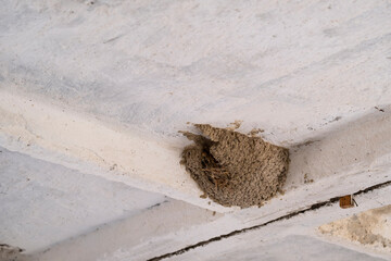 Clay nest of a swallow on the ceiling of a building.