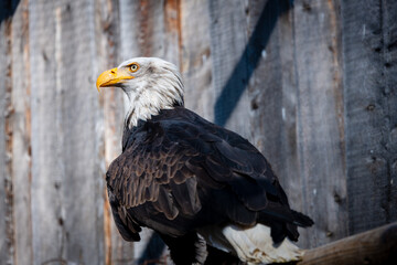 Close-up of Bald Eagle