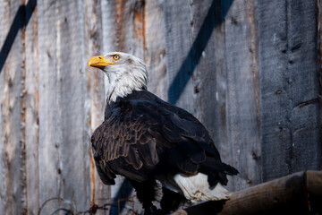 Close-up of Bald Eagle
