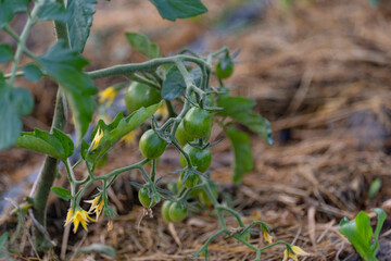 Green unripe tomatoes in a farmer's garden in the open field. Future tomato crop.