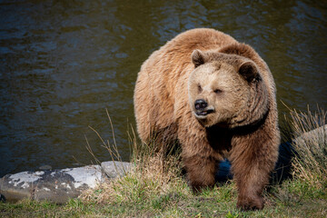Brown Bear by the Riverside