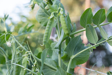 Pods of green peas in a farmer's garden.