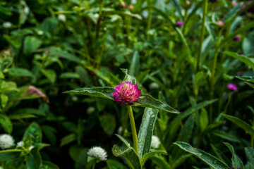Carmine, bright purple, and white gomphrena growing in an outdoor garden space.