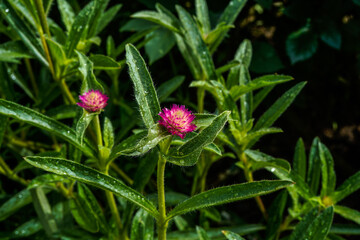 Carmine, bright purple, gomphrena growing in an outdoor garden space.