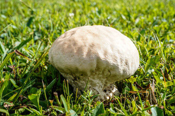 Wild mushrooms growing in an open field.