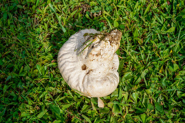 Wild mushrooms growing in an open field.