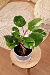 Tropical 'Philodendron White Knight' houseplant on table