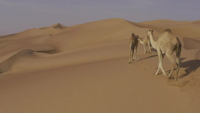 Aerial, Camels In The Wahiba Sands, Oman
