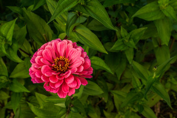 Single bright pink zinnia flower growing in a field.