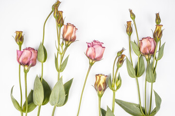 Beautiful image of a few pink lisianthus flowers placed on a white background. Flat lay image. Minimal image.