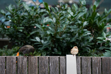 Dos pequeños pajaritos encima de una valla de madera