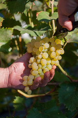 Man harvesting white grapes in a vineyard close-up