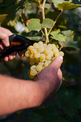 Naklejka na ściany i meble Man harvesting white grapes in a vineyard close-up