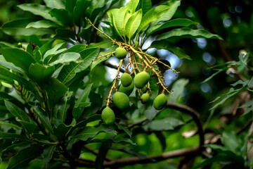 New mango fruit growing and still hanging on the tree.